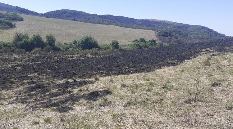 Lograron Extinguir El Incendio De Pastizales En La Sierra De Medina