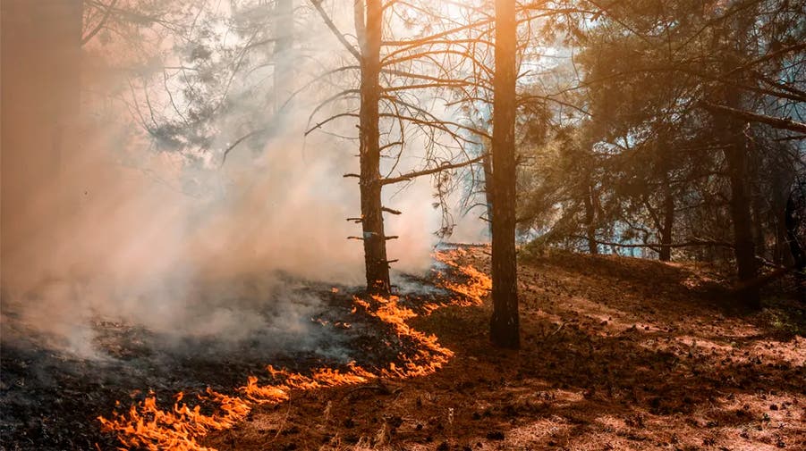 Tierra Del Fuego Incendios Forestales Arrasaron Miles De Hect Reas Y