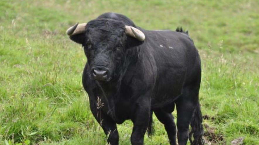 Un toro mató a un hombre de una cornada en un campo en Corrientes